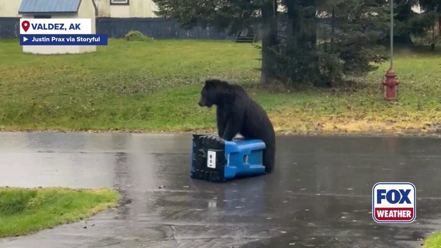 Bear gives trash can 'CPR' in futile attempt to open it
