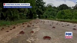 Millions of red crabs swarm Australian island in annual migration