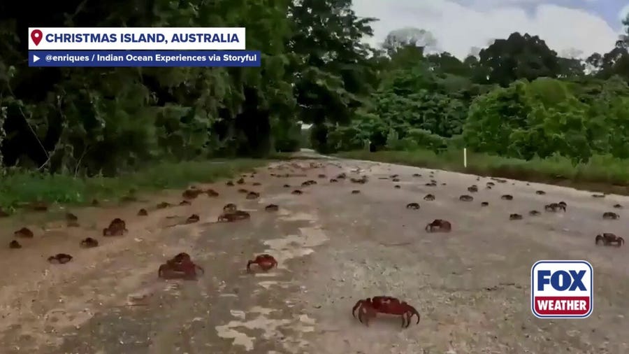 Millions of red crabs swarm Australian island in annual migration