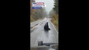 Lost sea lion blocks the road in Cosmopolis, Washington