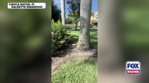 Florida iguanas "cold-stunned" by record low temperatures