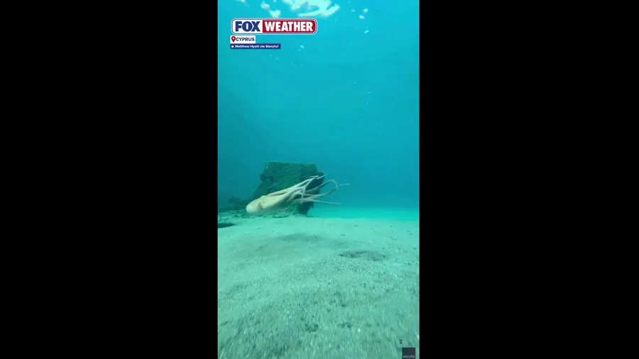 A diver in Cyprus was surprised to play a game of hide and seek with an octopus