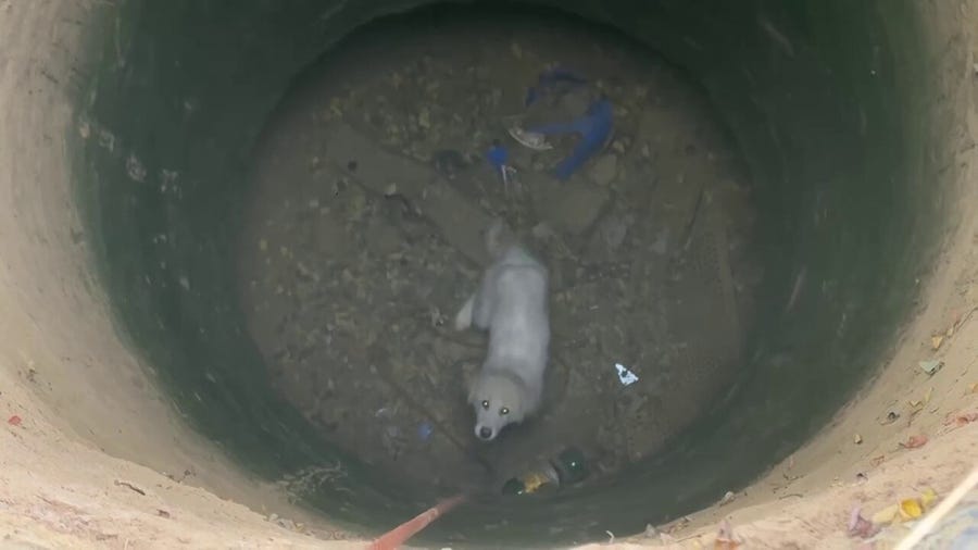 Young dog saved after falling into an abandoned well 