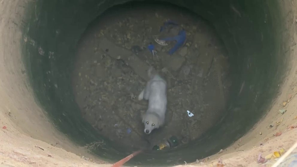 A dog was rescued in early November after falling into an abandoned well. Emergency personnel in the Tulcea region reported that the female dog had stumbled into the well while exploring a deserted yard. 