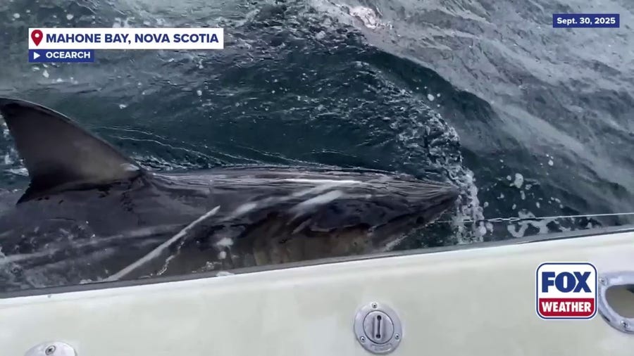 OCEARCH tags white shark 'Ripple' off coast of Nova Scotia