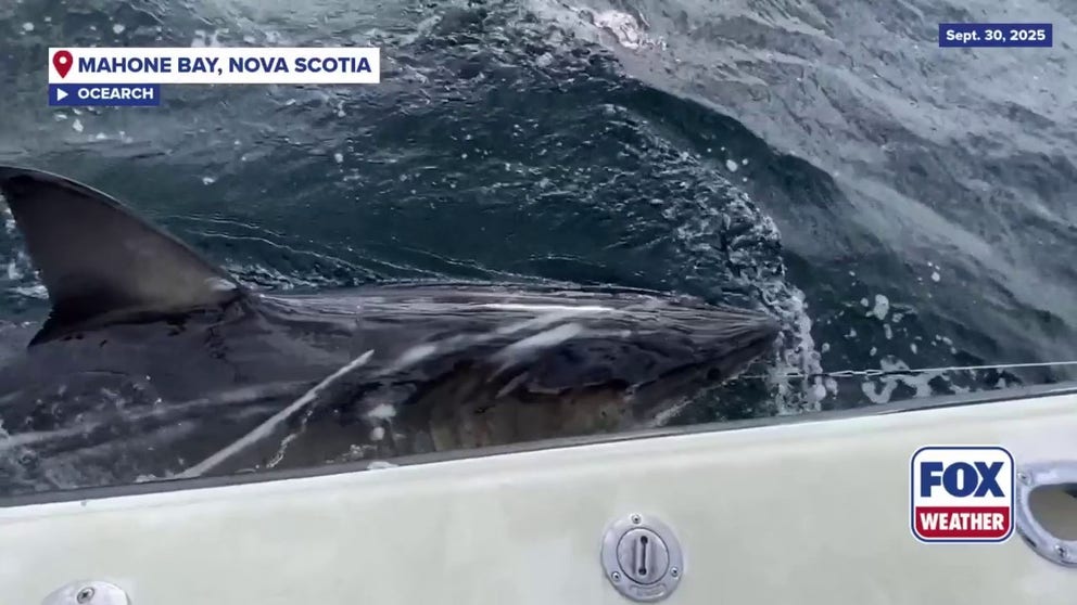 Ripple, a sub-adult male white shark was tagged by OCEARCH on Sept. 30, 2025 off the coast of Nova Scotia. OCEARCH scientists track sharks like Ripple to understand their migration patterns and how they impact the ocean.