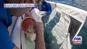 Rescuers saved a grey nurse shark in New South Wales, Australia 