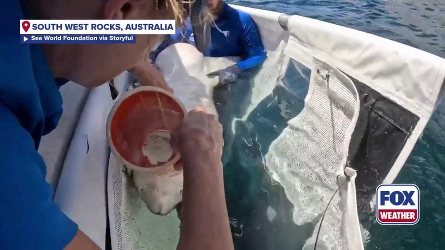 Rescuers saved a grey nurse shark in New South Wales, Australia 