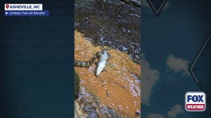 WATCH: North Carolina snake swallows catfish whole in surprising attack