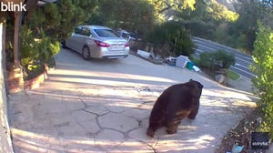 Massive bear squeezes into California home's crawl space