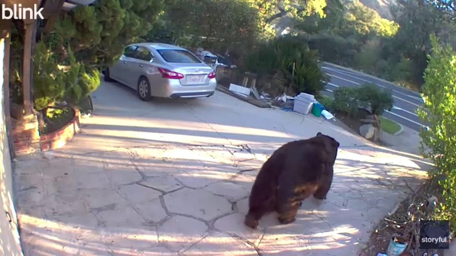 Massive bear squeezes into California home's crawl space
