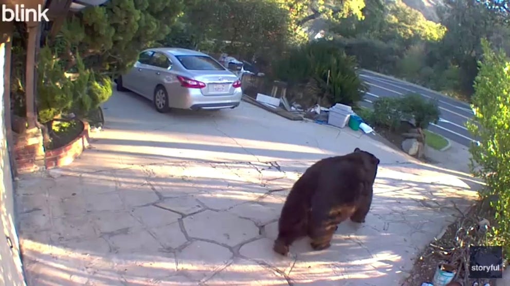 Ken Johnson found a 500-pound bear living underneath his California house. He believes that the bear has been living beneath his home since June. 