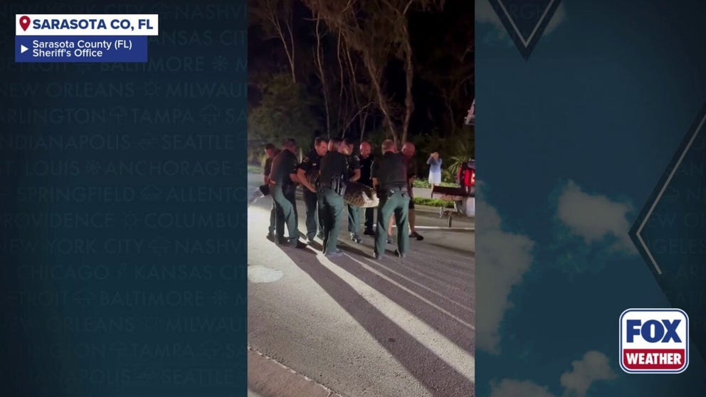 Police in Sarasota County, Florida and a skilled animal trapper were able to wrangle and successfully relocate a 600-pound alligator on Tuesday, Dec. 2, 2025.