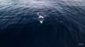 Watch: Drone video captured an orca family swimming off the coast of Los Angeles