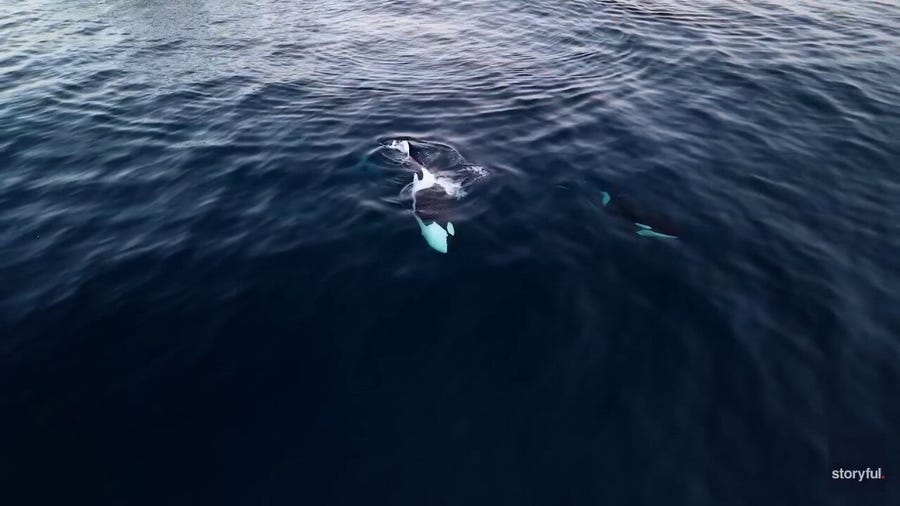 Watch: Drone video captured an orca family swimming off the coast of Los Angeles