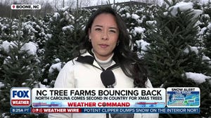Resurgence for Christmas Tree farmers in North Carolina