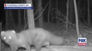 WATCH: Wildlife camera captures a fisher returning to Cleveland in over a century 