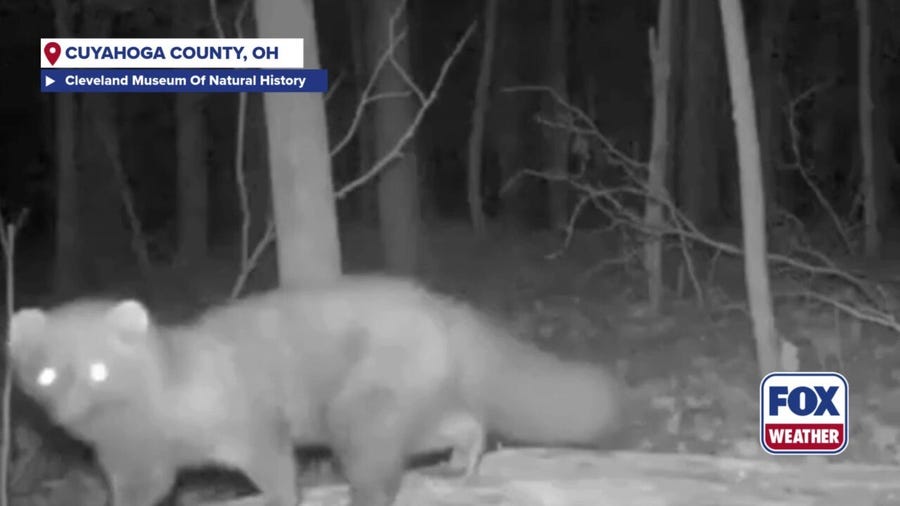 WATCH: Wildlife camera captures a fisher returning to Cleveland in over a century 