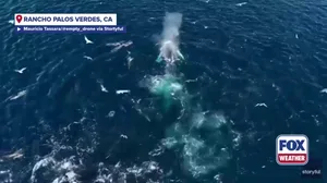 Drone captures humpback whales feeding off California coast