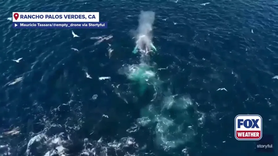 Drone captures humpback whales feeding off California coast