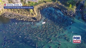Dozens of manatees seek refuge in toasty waters of Florida