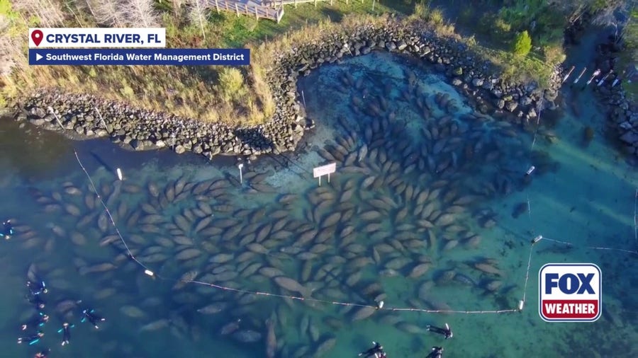 Dozens of manatees seek refuge in toasty waters of Florida