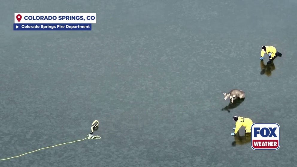 An injured deer was rescued on Tuesday after falling through some ice in the Curr Reservoir in Colorado Springs and exhausting itself getting out. Colorado Springs Fire Department responded to help pull the deer from atop of the icy reservoir. 