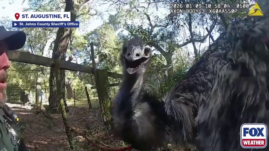 Watch: Emu 'arrested' after escaping owners in Florida