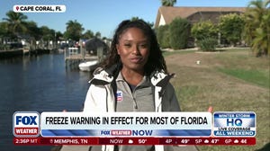 ON THE HUNT: FOX Weather Field Correspondent Brandy Campbell is on the hunt for frozen iguanas in Florida