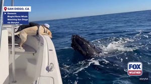 Watch: Dog and whales 'play' together off coast of California