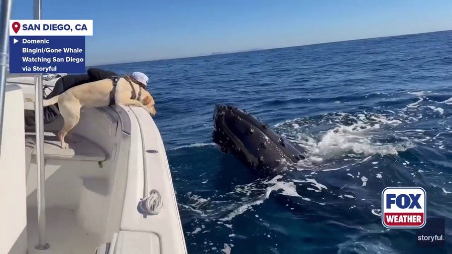 Watch: Dog and whales 'play' together off coast of California