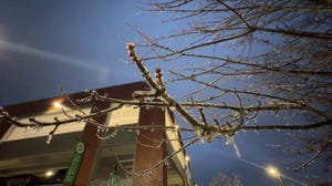 Ice builds up on trees and power lines in Mississippi