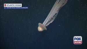 Watch: Jellyfish that can grow as big as a school bus spotted off Argentina