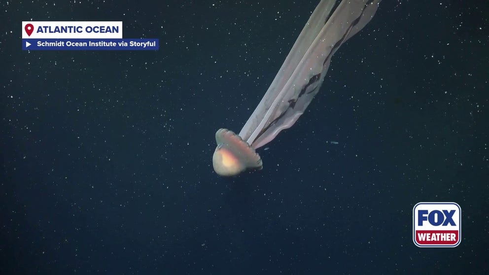 A giant phantom jellyfish was caught on video during a deep-sea exploration by the Schmidt Ocean Institute off the coast of Argentina in the southern Atlantic Ocean. This phantom jellyfish can grow to be as long as a school bus, the Institute said. 