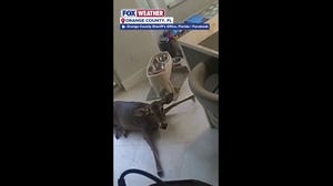 Police rescue deer from a home after breaking through living room window