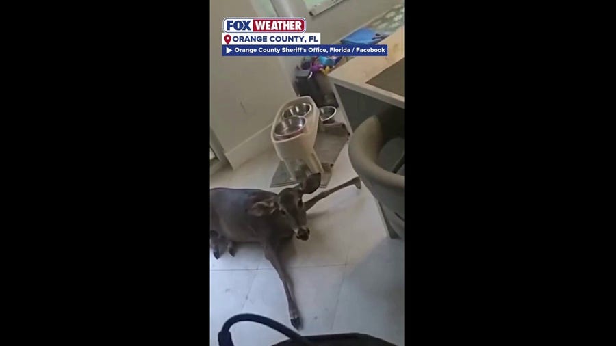 Police rescue deer from a home after breaking through living room window