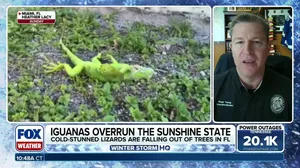 Florida Fish and Wildlife Conservation Commission allows public to turn in cold-stunned iguanas