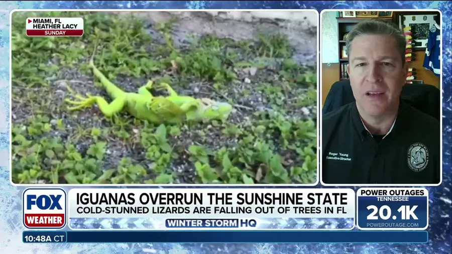 Florida Fish and Wildlife Conservation Commission allows public to turn in cold-stunned iguanas