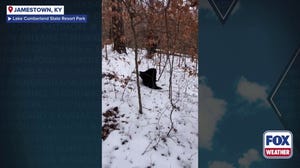 Watch: Kentucky state parks staff rescues bald eagle with gunshot wound