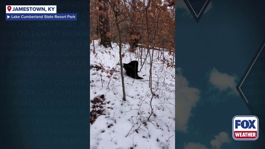 Watch: Kentucky state parks staff rescues bald eagle with gunshot wound