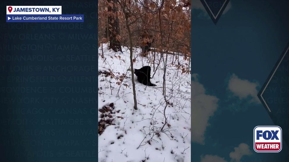 Video from Lake Cumberland State Resort Park in Kentucky shows workers carefully trapping a bald eagle that had a gunshot wound injury. Unfortunately, after careful veterinarian examination, it was determined the eagle's injuries were too severe and the bird will need to be euthanized. 
