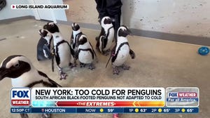 Too cold for penguins?