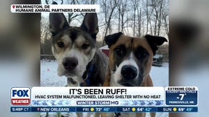 Delaware animal shelter gets lots of support after heat stops working in the cold