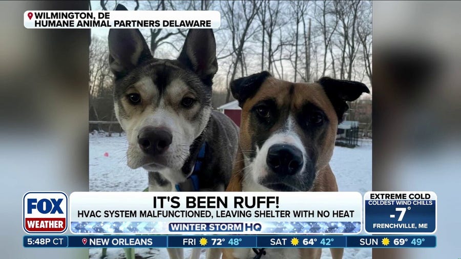 Delaware animal shelter gets lots of support after heat stops working in the cold