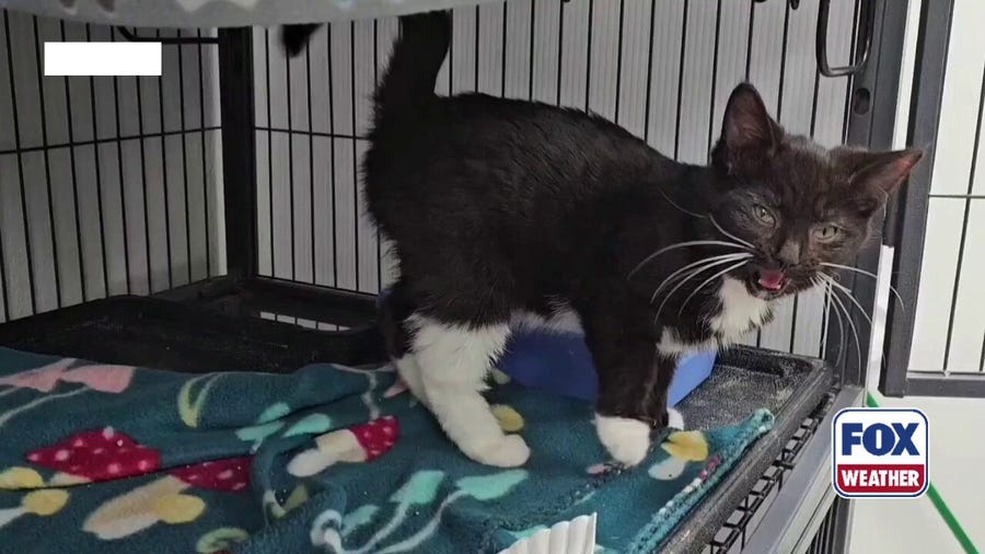 Kittens rescued from freezing temperatures in Columbus, Ohio