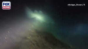 Rare shark observed in La Jolla Cove during night dive