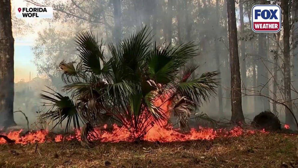 Part of Kelly Park in Orange County, Florida, was burned intentionally Wednesday as land management officials try to stay ahead of fire weather conditions. The Florida Forest Service (FFS) is reporting a dangerous start to the 2026 fire season, with more than 650 wildfires recorded across the state since Jan. 1. More than 95 percent of the state is experiencing drought conditions. 