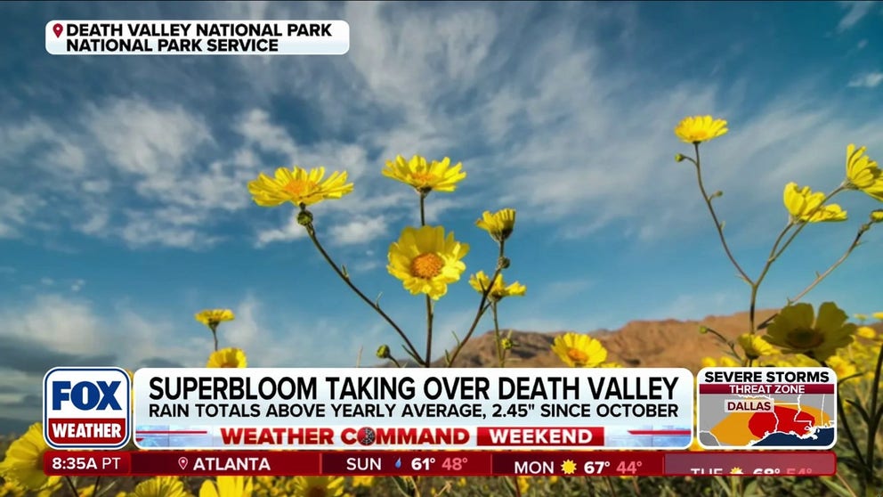 A good bloom year is expected in Death Valley, and sprouts have already been spotted in many areas of the park. Park Ranger Matthew Lamar joins FOX Weather to discuss how recent rainfall and weather conditions that are just right are contributing to the exceptional spring wildflower bloom.