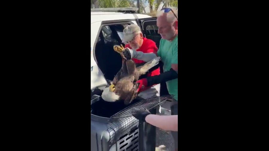 Injured bald eagle rescued on Presidents Day