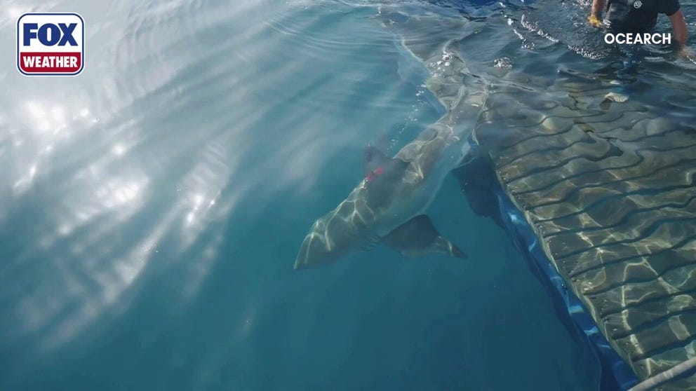 Video from April 2023 shows research nonprofit OCEARCH catching, measuring, tagging and releasing a white shark they named Penny off the coast of North Carolina. Penny is a juvenile female white shark.